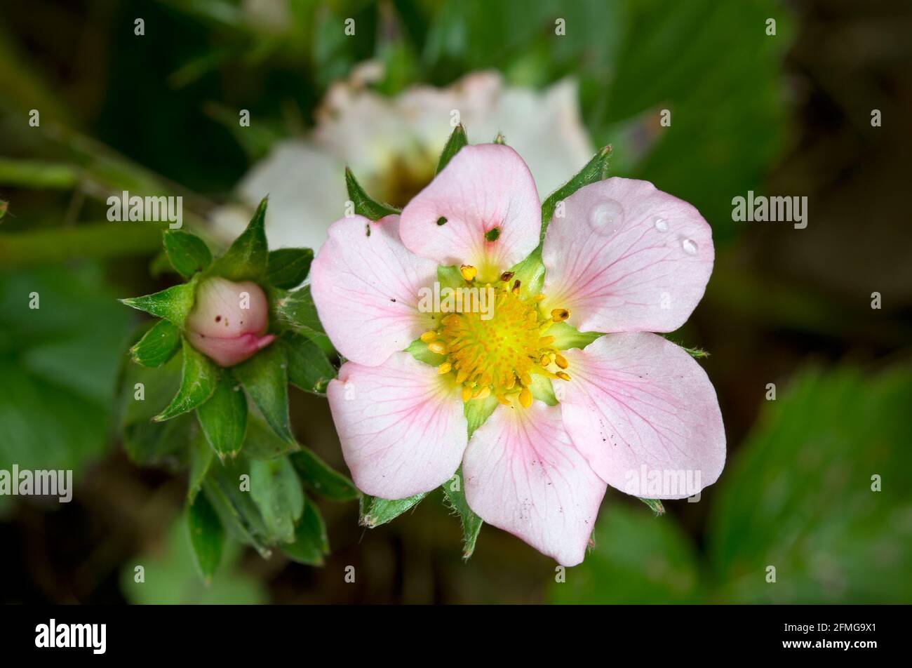 Nahaufnahme der rosa Blume einer Erdbeere, einige Wassertropfen auf einem Blütenblatt Stockfoto