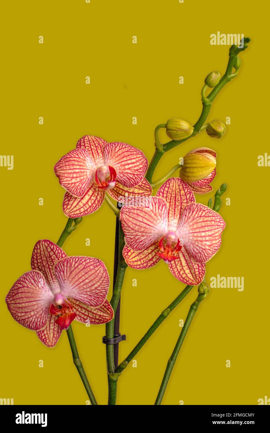 Orchideenparadies auf gelbem Hintergrund. Phalaenopsis. Eine Nahaufnahme einer Blume. Stockfoto