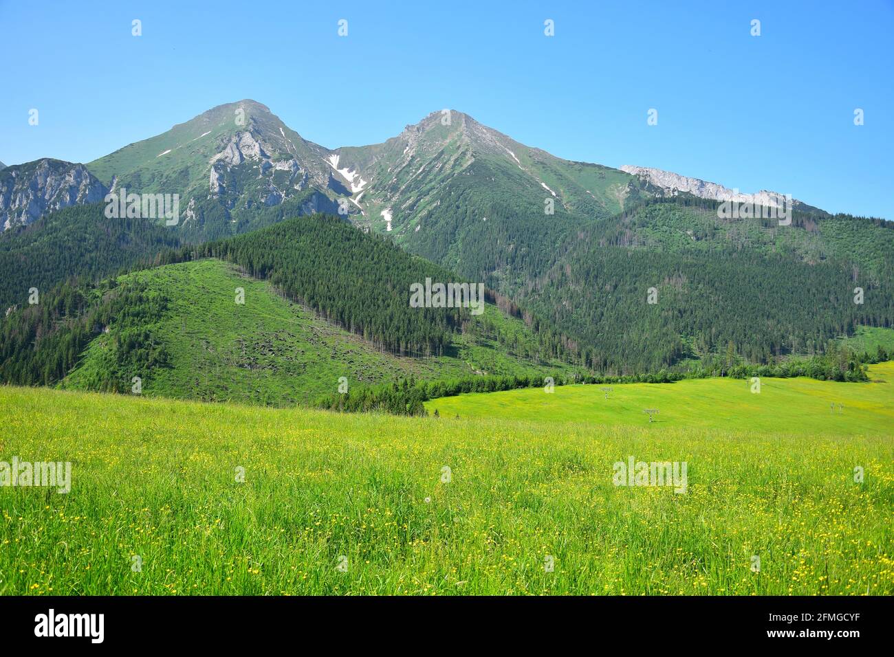 Die beiden höchsten Berge der Belianske Tatra, Havran und Zdiarska vidla. Eine gelbe Blumenwiese davor. Stockfoto