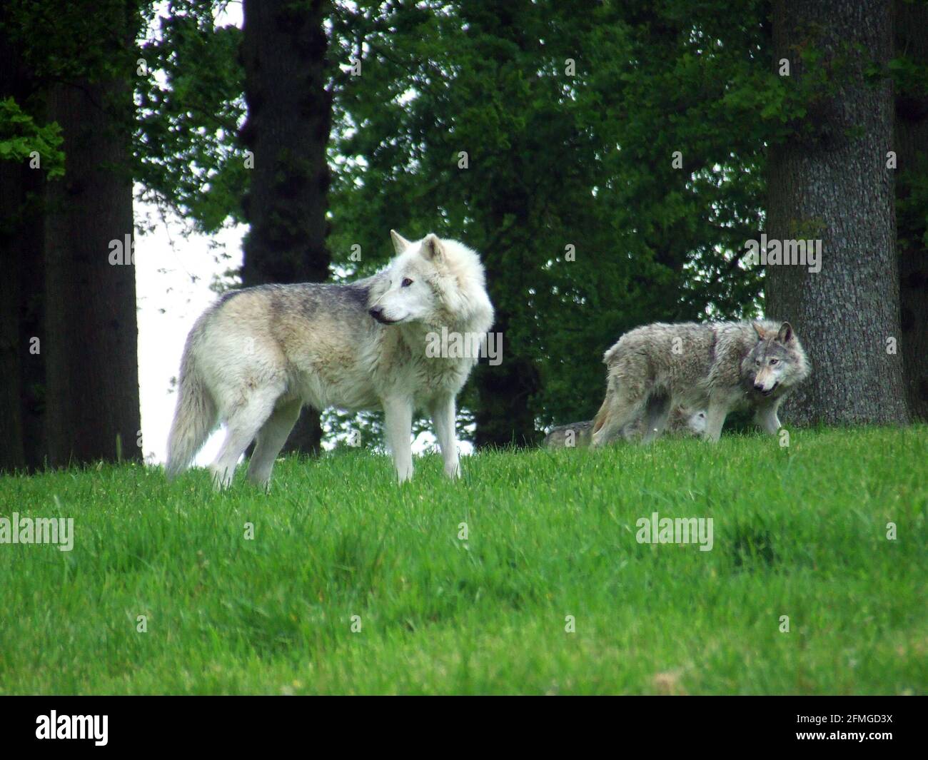 Graues Wolfspack (Canis lupus), das durch ein Feld in einer Waldlichtung im Norden von Wisconsin, Nordamerika, geht Stockfoto