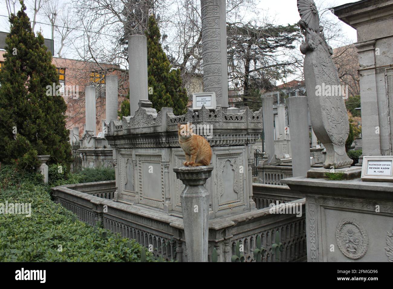 Ginger Katze posiert auf einem Sockel auf einem Friedhof in Istanbul Türkei Stockfoto