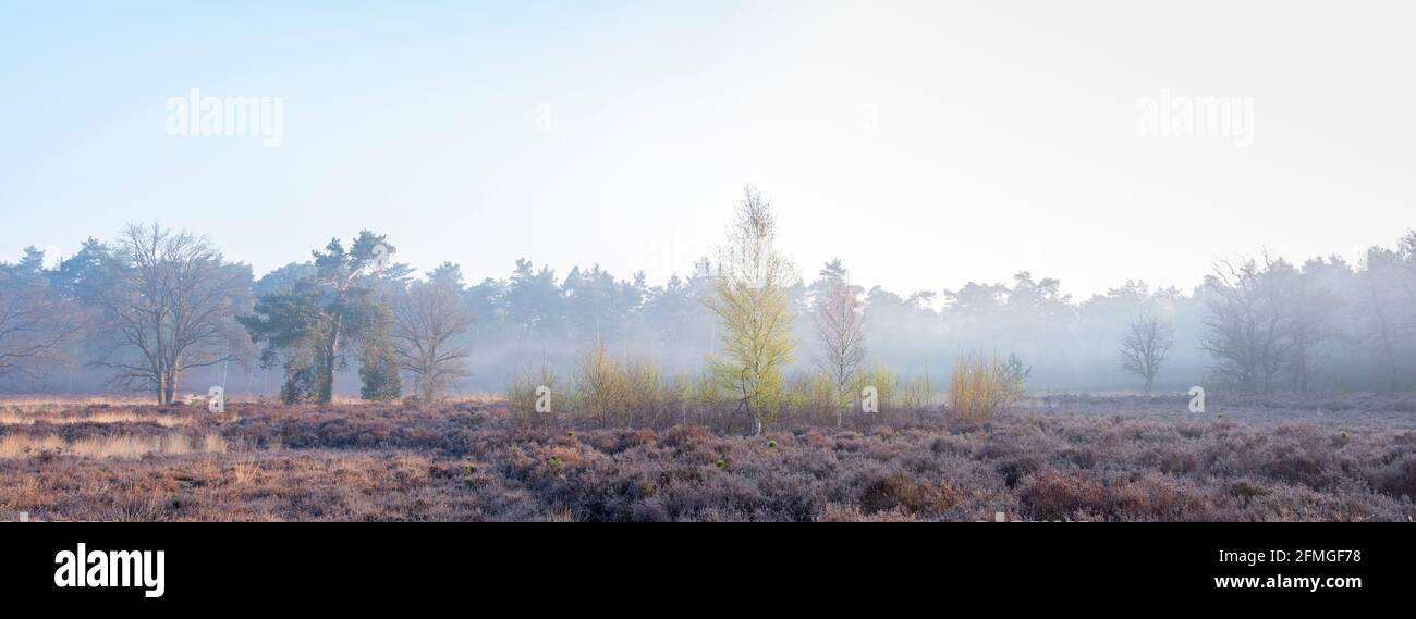 heather oder moore Gegend am Frühlingsmorgen in der Nähe von amersfoort in niederlande Stockfoto