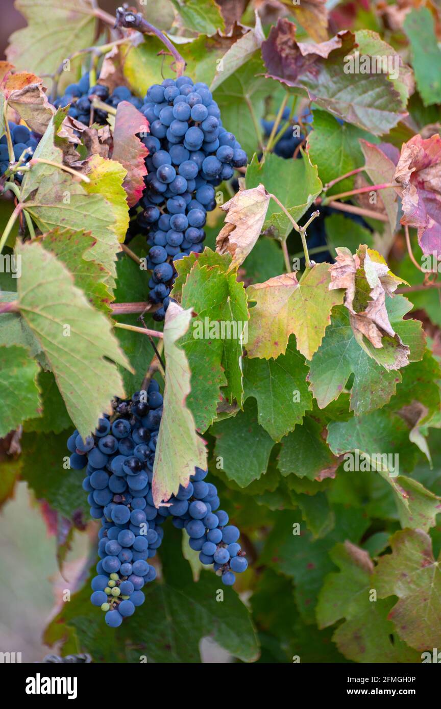 Bunte Blätter und reife schwarze Trauben auf terrassenförmig angelegten Weinbergen des Douro-Flusstal bei Pinhao im Herbst, Portugal, aus nächster Nähe Stockfoto