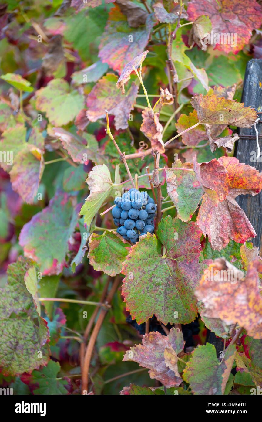 Bunte Blätter und reife schwarze Trauben auf terrassenförmig angelegten Weinbergen des Douro-Flusstal bei Pinhao im Herbst, Portugal, aus nächster Nähe Stockfoto