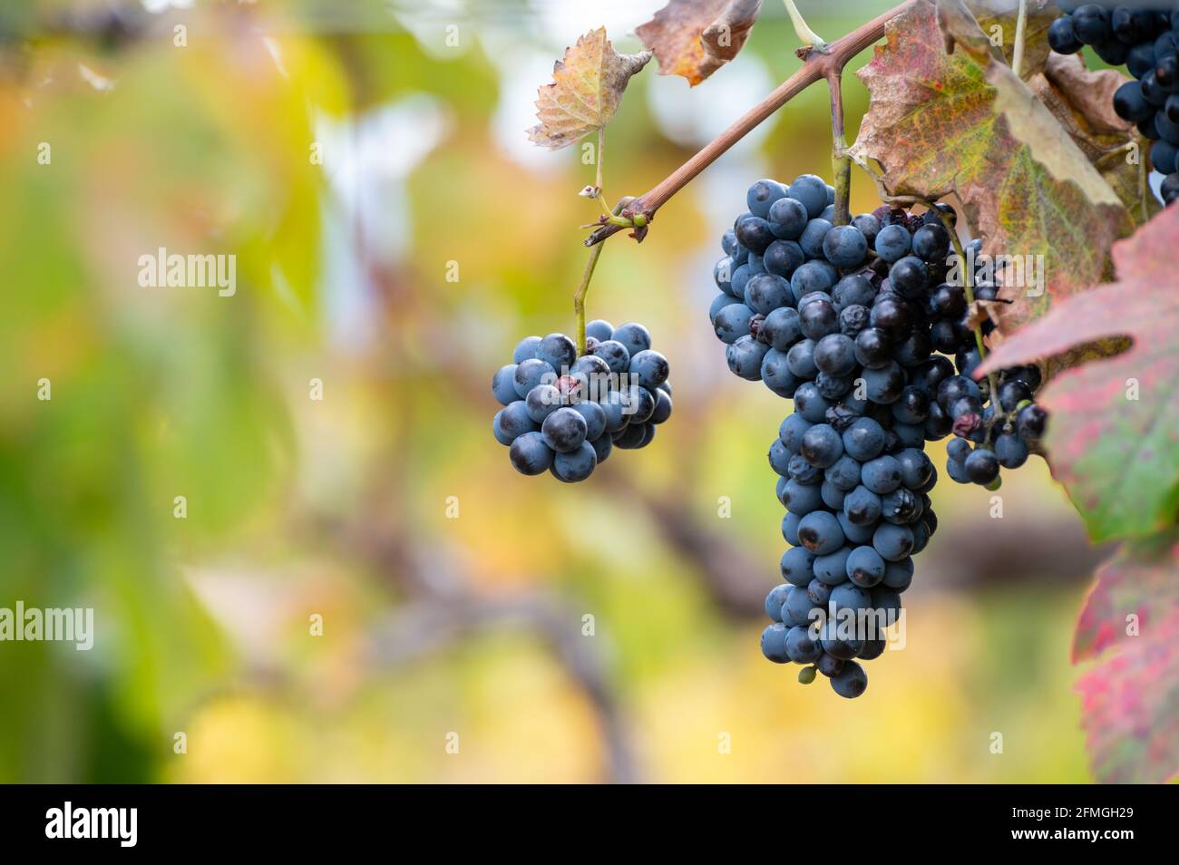 Bunte Blätter und reife schwarze Trauben auf terrassenförmig angelegten Weinbergen des Douro-Flusstal bei Pinhao im Herbst, Portugal, aus nächster Nähe Stockfoto