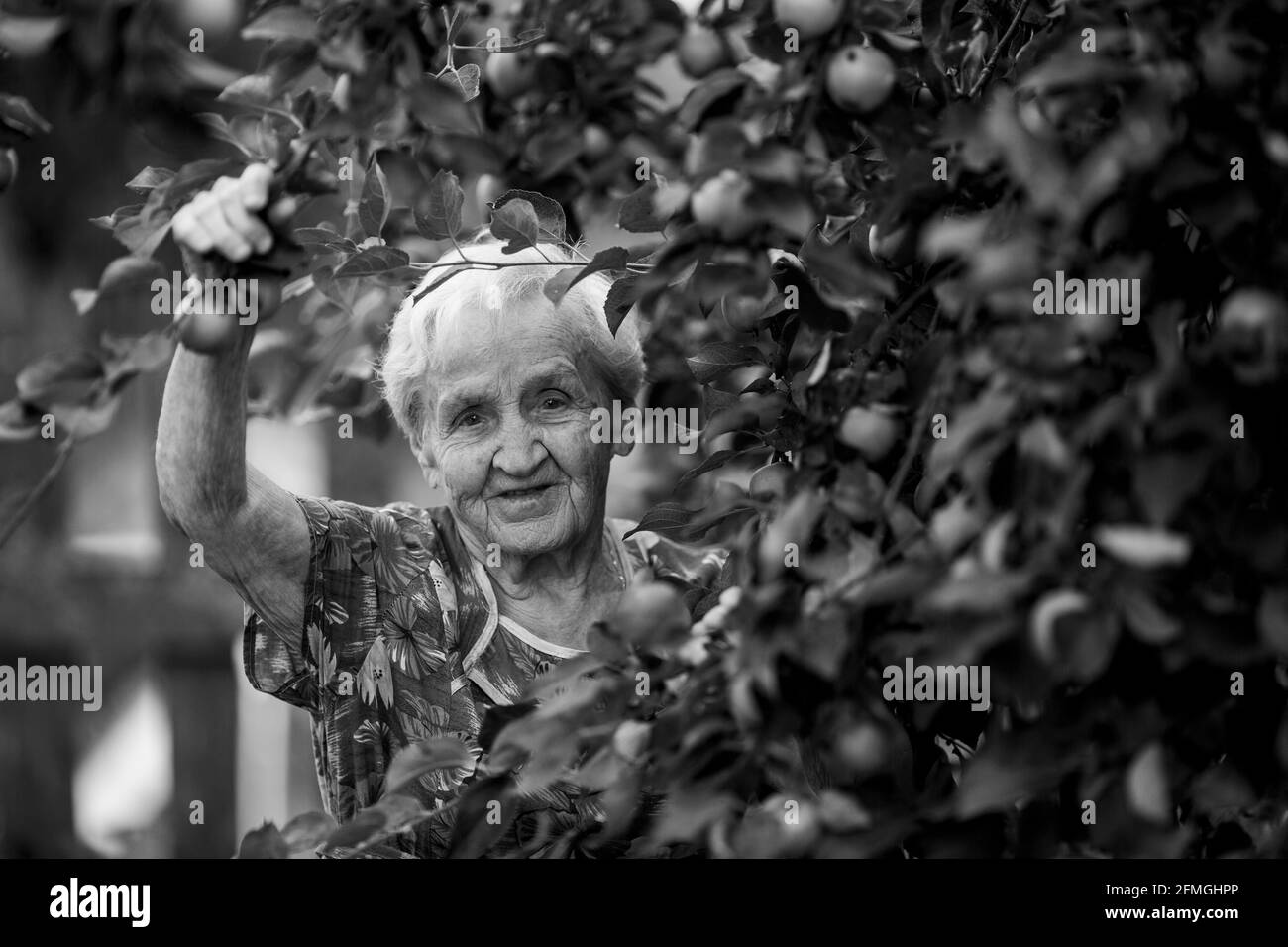 Eine alte Frau in einem Apfelgarten. Schwarzweiß-Foto. Stockfoto