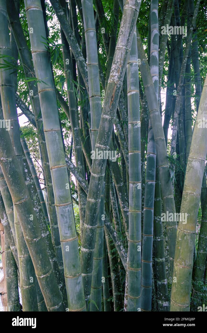 Dicht wachsende Stmme von riesigem Bambus. Sri Lanka Stockfotografie -  Alamy