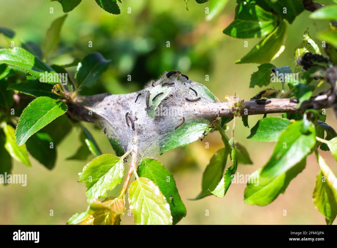 Gartenschädlinge. Das Raupenzelt hat einen Kokon aus Spinnweben auf einem Ast eines Obstbaums eingekokelt. Stockfoto