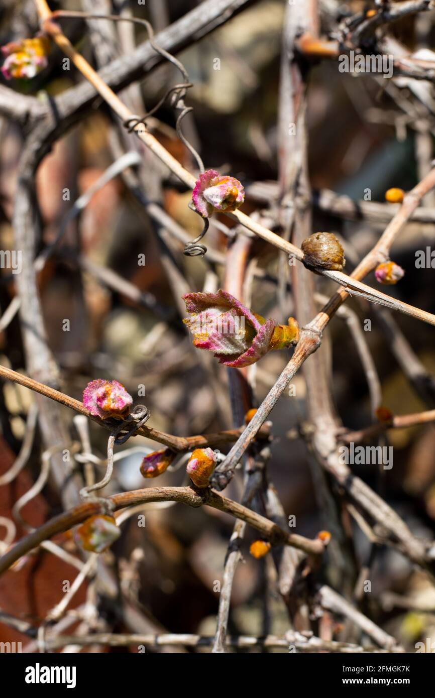 Die Knospen der Trauben produzieren die ersten Blätter. Frühlingserwachen der Natur. Stockfoto