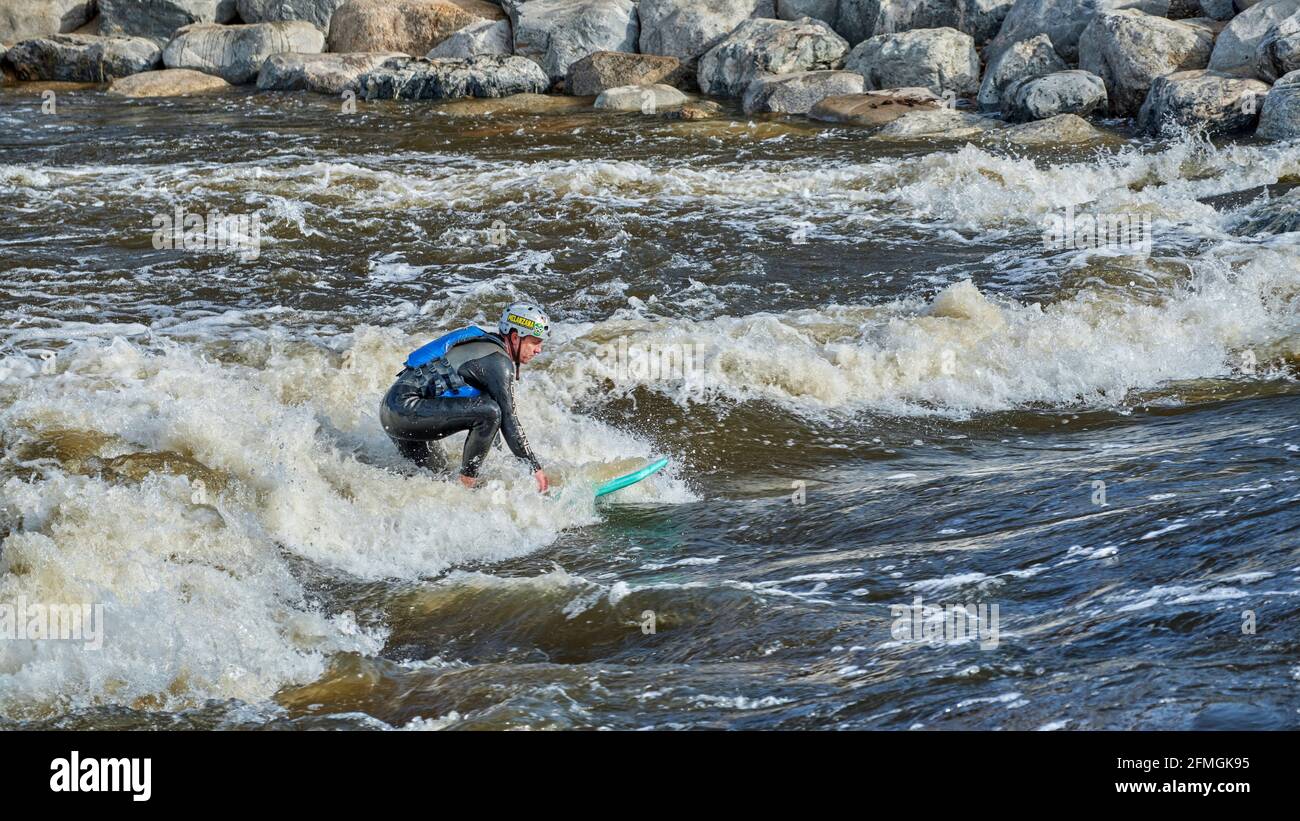 Fort Collins, CO, USA - 7. Mai 2021: Paddleboard-Paddeln surft im Poudre River Whitewater Park auf einer Welle. Stockfoto