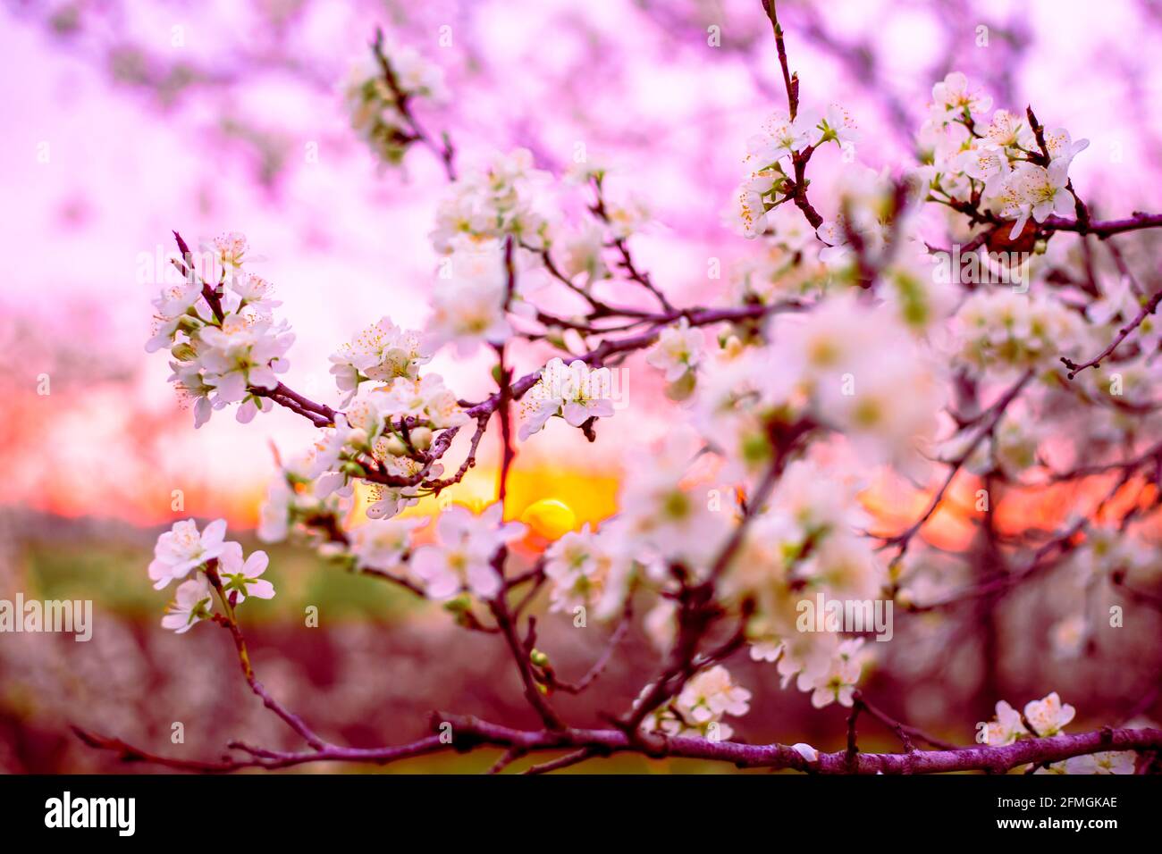Zweige mit weißen Sakura-Blüten bei Sonnenuntergang. Frühling schöne helle Landschaft. Stockfoto