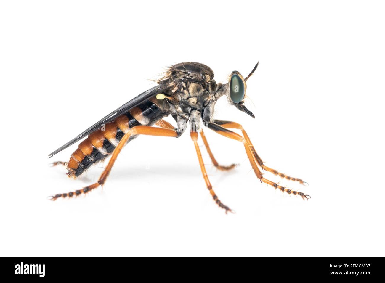 Bild der Asilidae sind die Raubfliegenfamilie, auch Assassinfliegen genannt. Auf weißem Hintergrund. Insekt. Tier Stockfoto