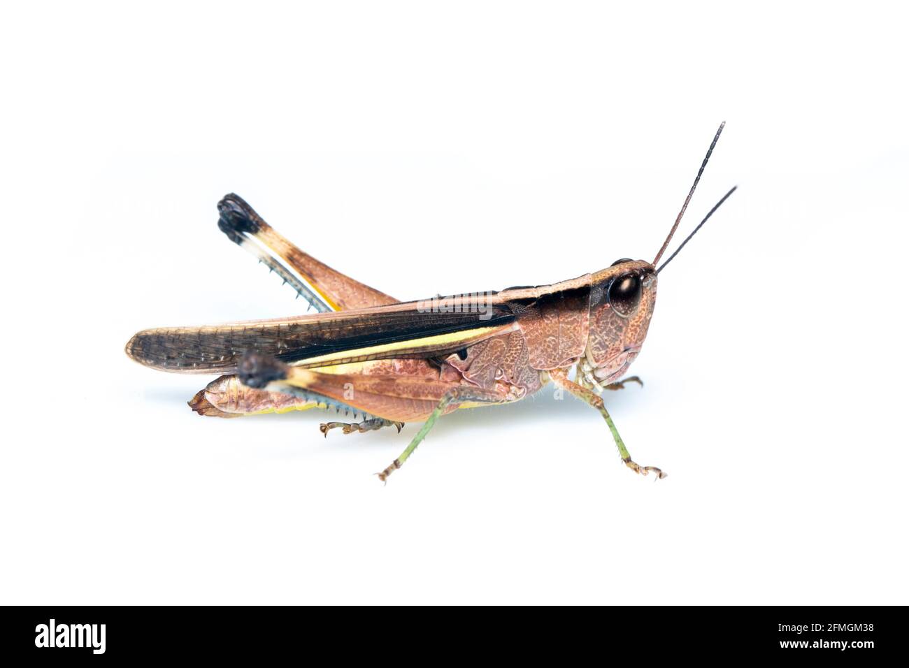 Abbildung einer weißen Heuschrecke mit Zuckerrohr (Ceracris fasciata) auf weißem Hintergrund. Insektentier. Caelifera., Acrididae Stockfoto