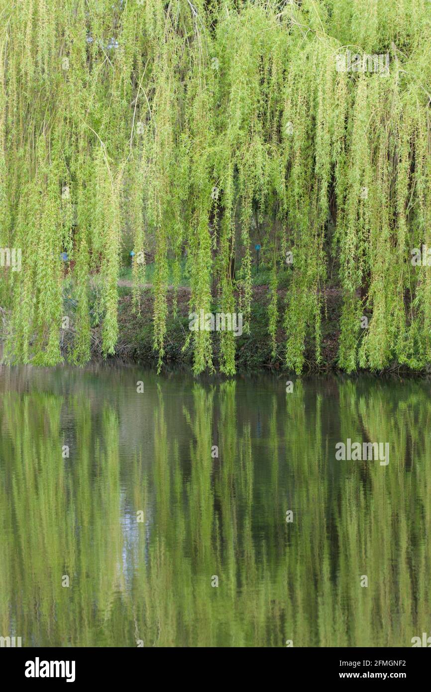 Eine Spiegelung der weinenden Weide im Wasser Stockfoto