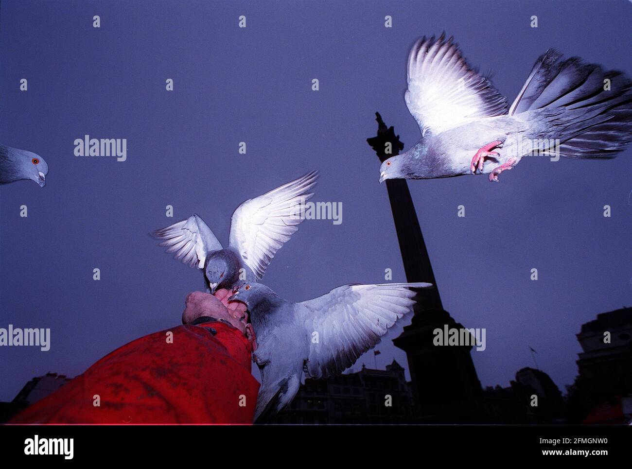 Tauben im Flug am Trafalgar Square Stockfoto