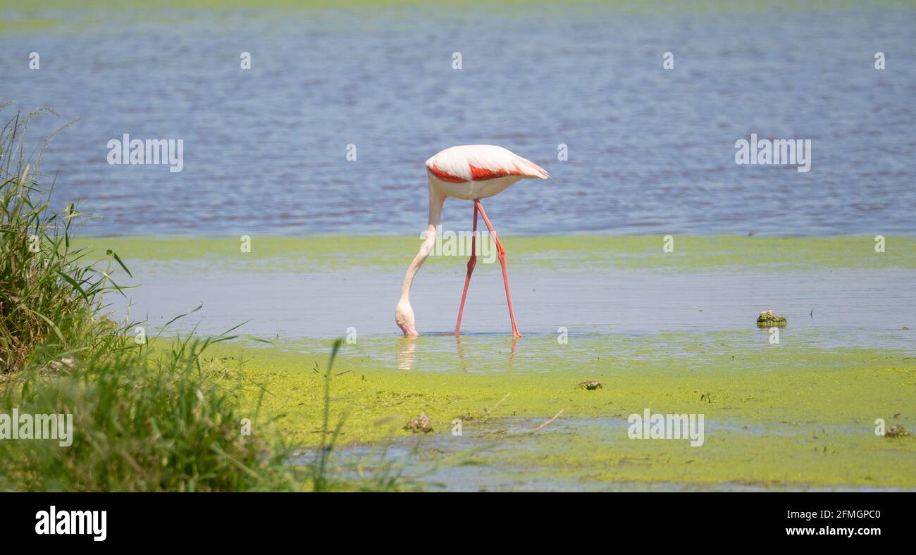 Herde von Flamingos in ihrem natürlichen Ökosystem, Phoenicopterus Stockfoto