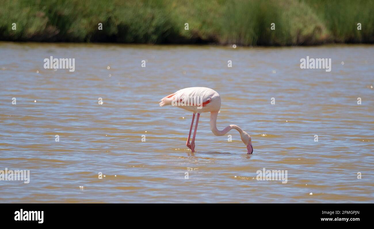 Herde von Flamingos in ihrem natürlichen Ökosystem, Phoenicopterus Stockfoto