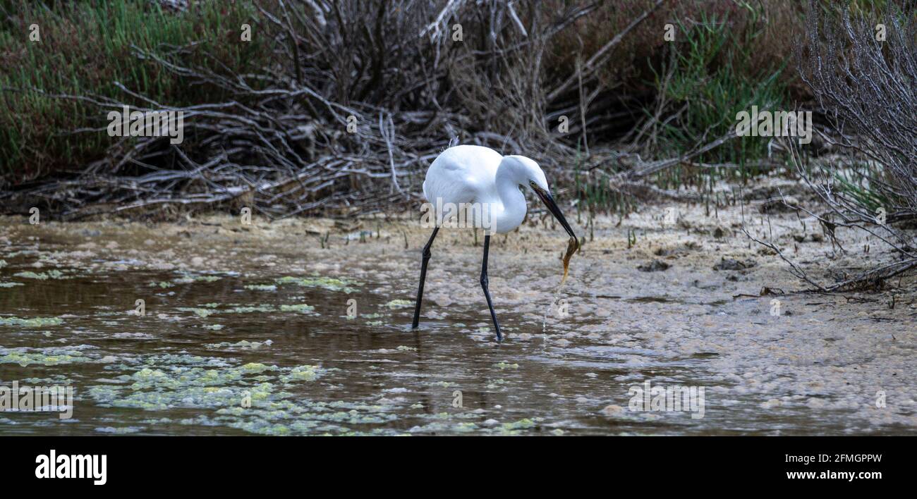 Weißer Reiher, der in einem Teich nach Nahrung sucht Stockfoto