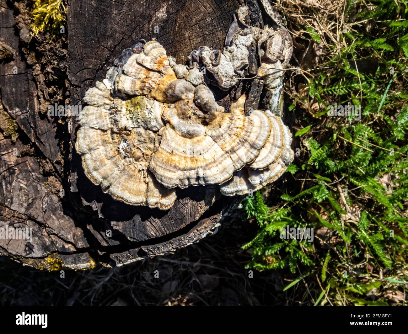 Eine Nahaufnahme des Trametes gibbosa Pilzes, der allgemein als der bekannt ist Klumpige Klammer, die auf einem Baumstumpf wächst Stockfoto