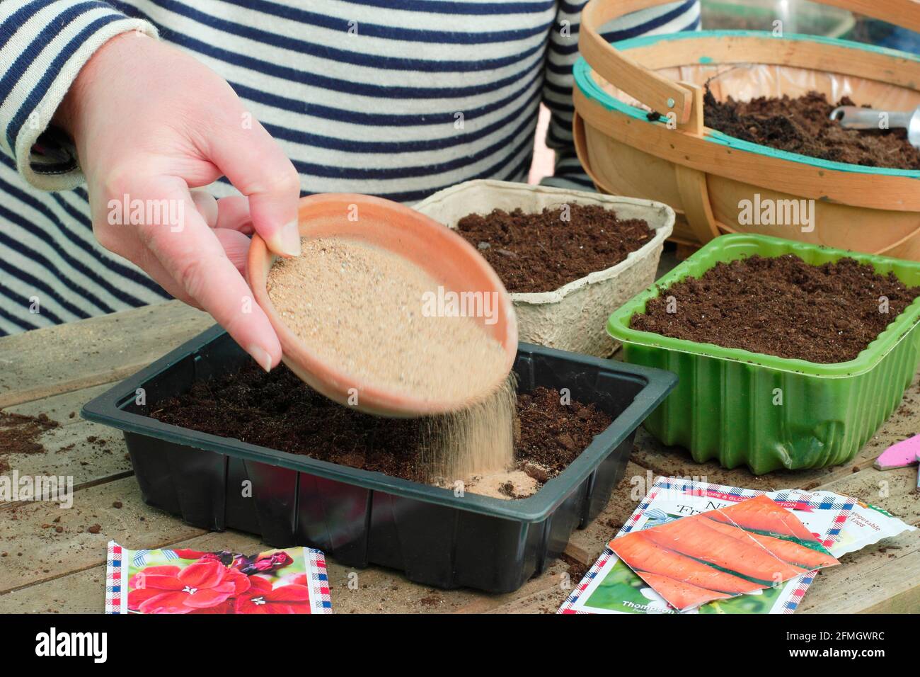 Feine Blumensamen, die mit gartenbauernem Sand gemischt werden, um eine gleichmäßige Verteilung zu unterstützen, werden im Innenbereich in eine Samenschale gestreut - Wallflower 'Scarlet Bedder. Stockfoto