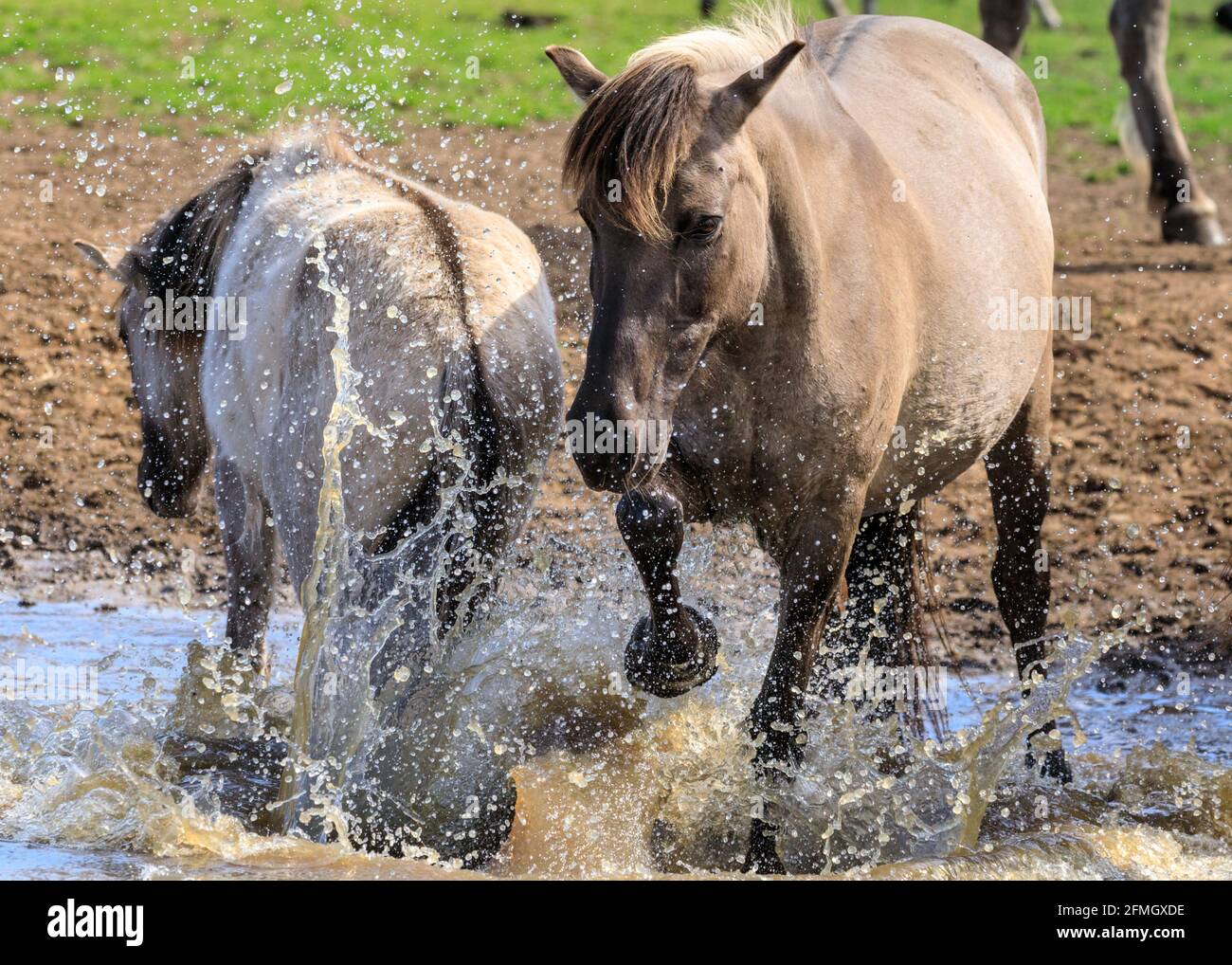 Dülmen, NRW, Deutschland. Mai 2021. Ein Pferd spritzt in der Wasserstelle herum. Die Herde der Dülmen Wildponys (auch Dülmener genannt) kühlt sich am bisher heißesten Tag des Jahres ab, mit Temperaturen von bis zu 29 Grad in der Gegend. Die Rasse wird als schwer gefährdet eingestuft. Eine Herde von über 300 Tieren lebt in halbwildem Zustand auf einer Fläche von ca. 3.5 km2 im 'Merfelder Bruch', nahe der Kleinstadt Dülmen. Sie sind meist verlassen, um ihre eigene Nahrung und Zuflucht zu finden, die Förderung der Stärke der Rasse. Kredit: Imageplotter/Alamy Live Nachrichten Stockfoto