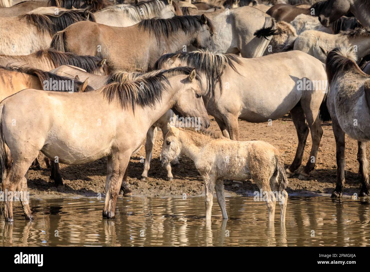 Dülmen, NRW, Deutschland. Mai 2021. Die Herde der Dülmen Wildponys (auch Dülmener genannt) kühlt sich am bisher heißesten Tag des Jahres ab, mit Temperaturen von bis zu 29 Grad in der Gegend. Die Rasse wird als schwer gefährdet eingestuft. Eine Herde von über 300 Tieren lebt in halbwildem Zustand auf einer Fläche von ca. 3.5 km2 im 'Merfelder Bruch', nahe der Kleinstadt Dülmen. Sie sind meist verlassen, um ihre eigene Nahrung und Zuflucht zu finden, die Förderung der Stärke der Rasse. Kredit: Imageplotter/Alamy Live Nachrichten Stockfoto