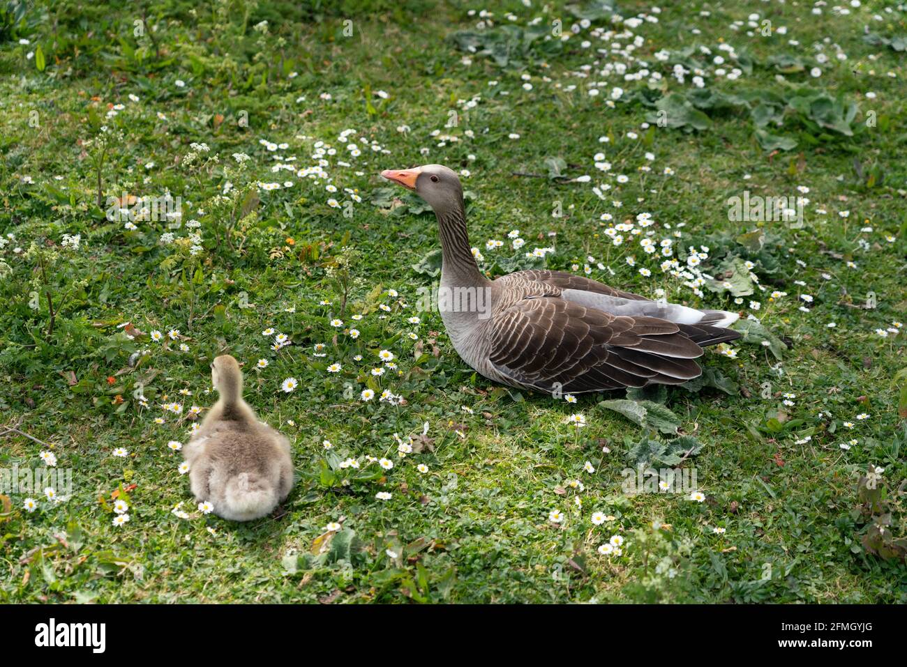 Enten und Enten, Walthamstow Wetlands, London Stockfoto