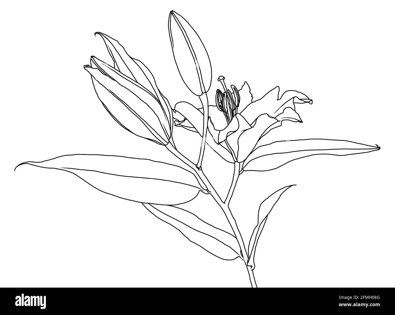 Realistische lineare Zeichnung von Lilie Blume mit Blättern und Knospen, schwarze Grafiken auf weißem Hintergrund, moderne digitale Kunst. Element für Design. Stock Vektor