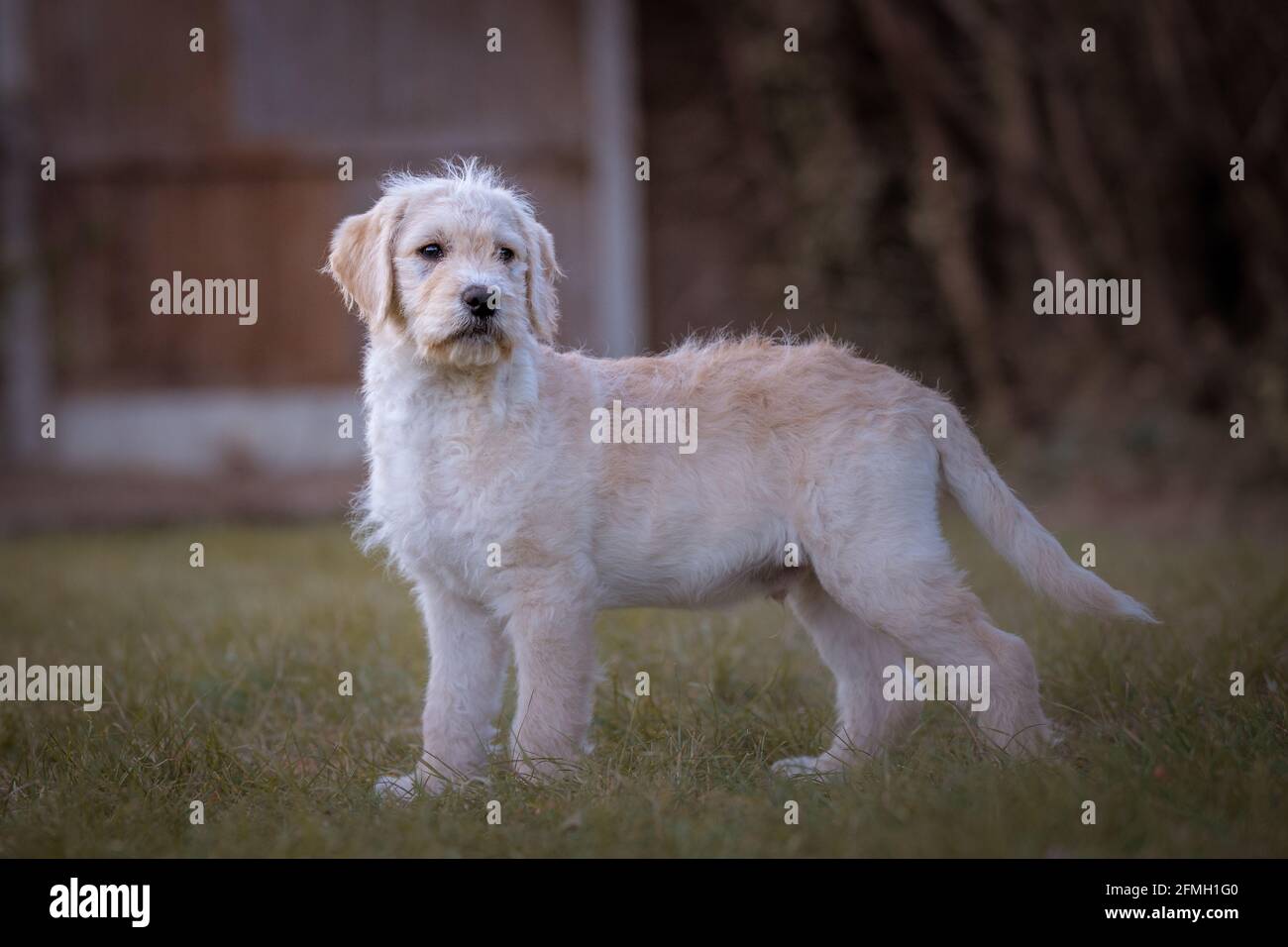 Unverschwommener Welpe, der vor einem verschwommenen Hintergrund auf Gras steht Stockfoto