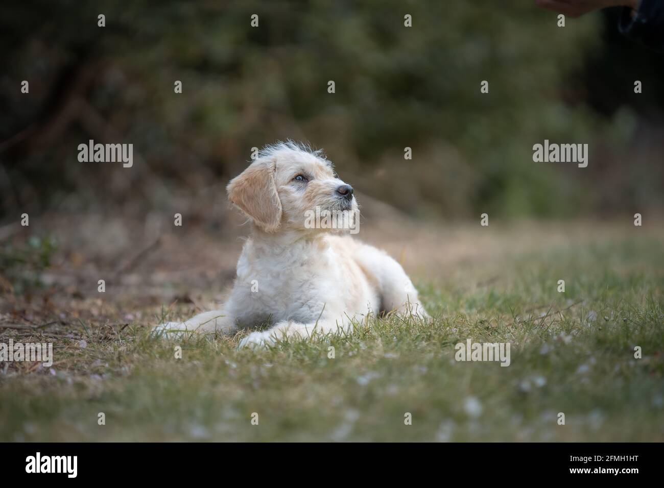 Welpen liegen auf Gras Stockfoto