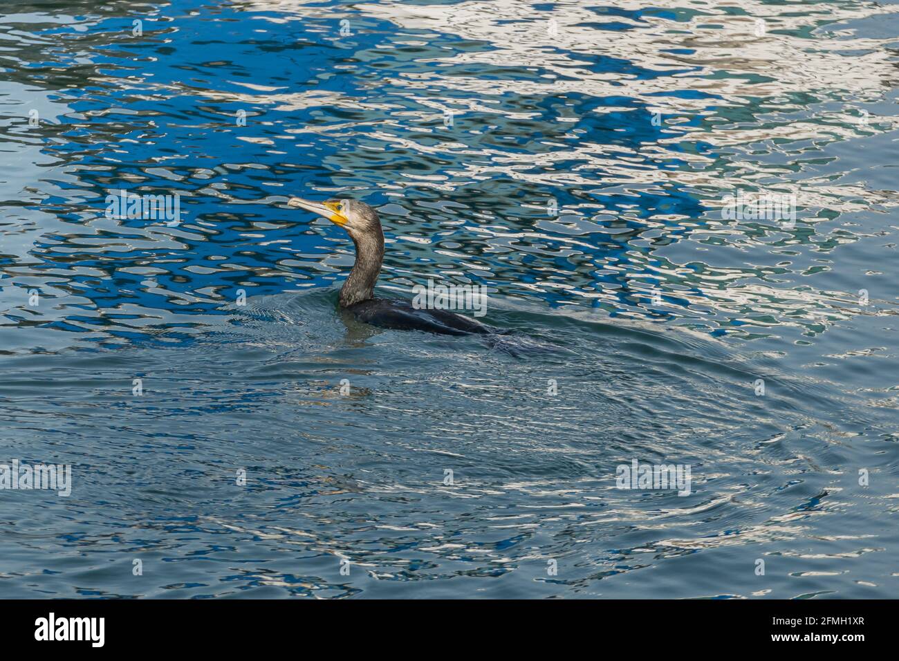 Blick vom Pier des Kormorans Schwimmen beim Angeln phalacrocorax carbo Stockfoto