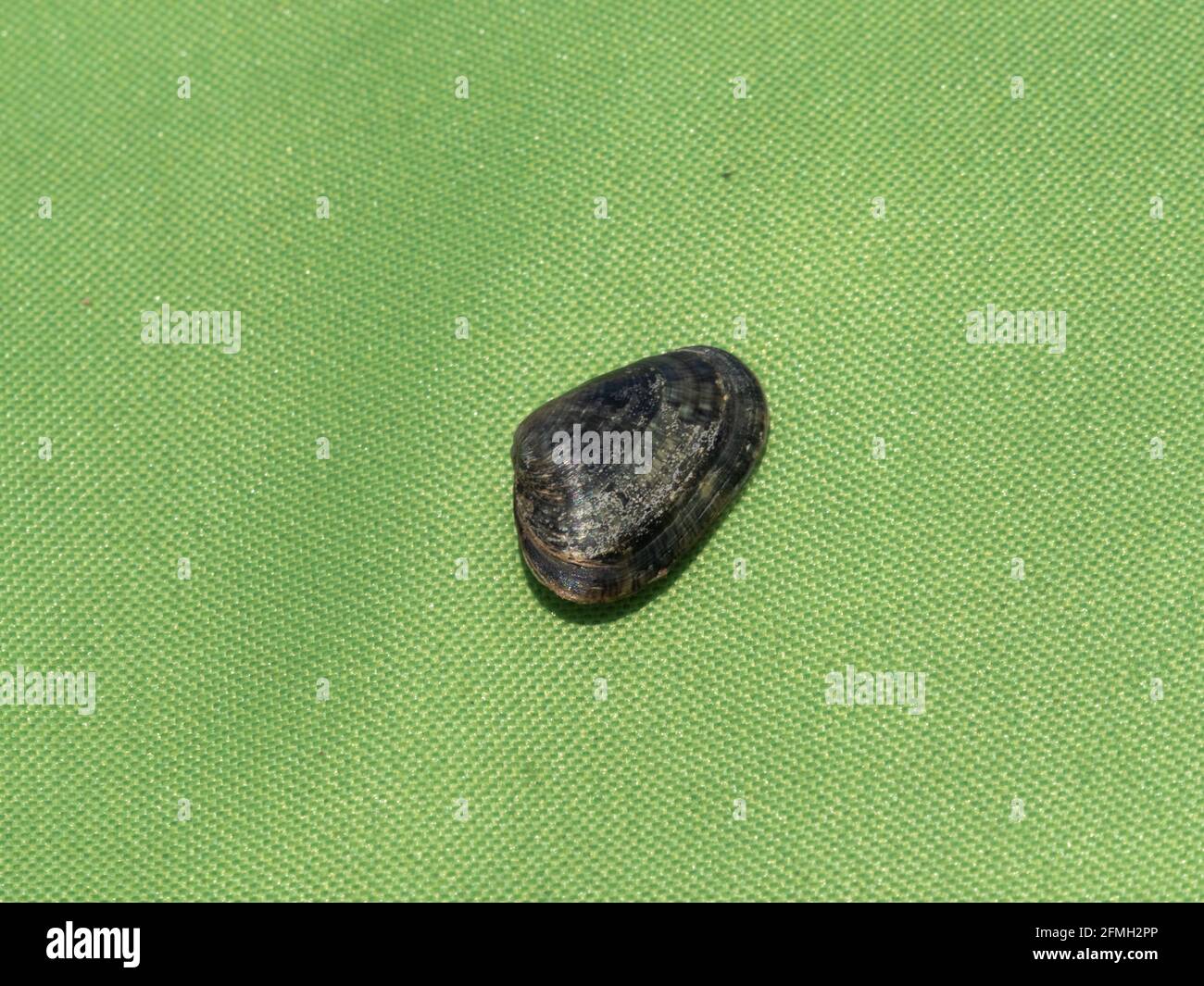 Seashell isoliert auf einem grünen Hintergrund Stockfoto