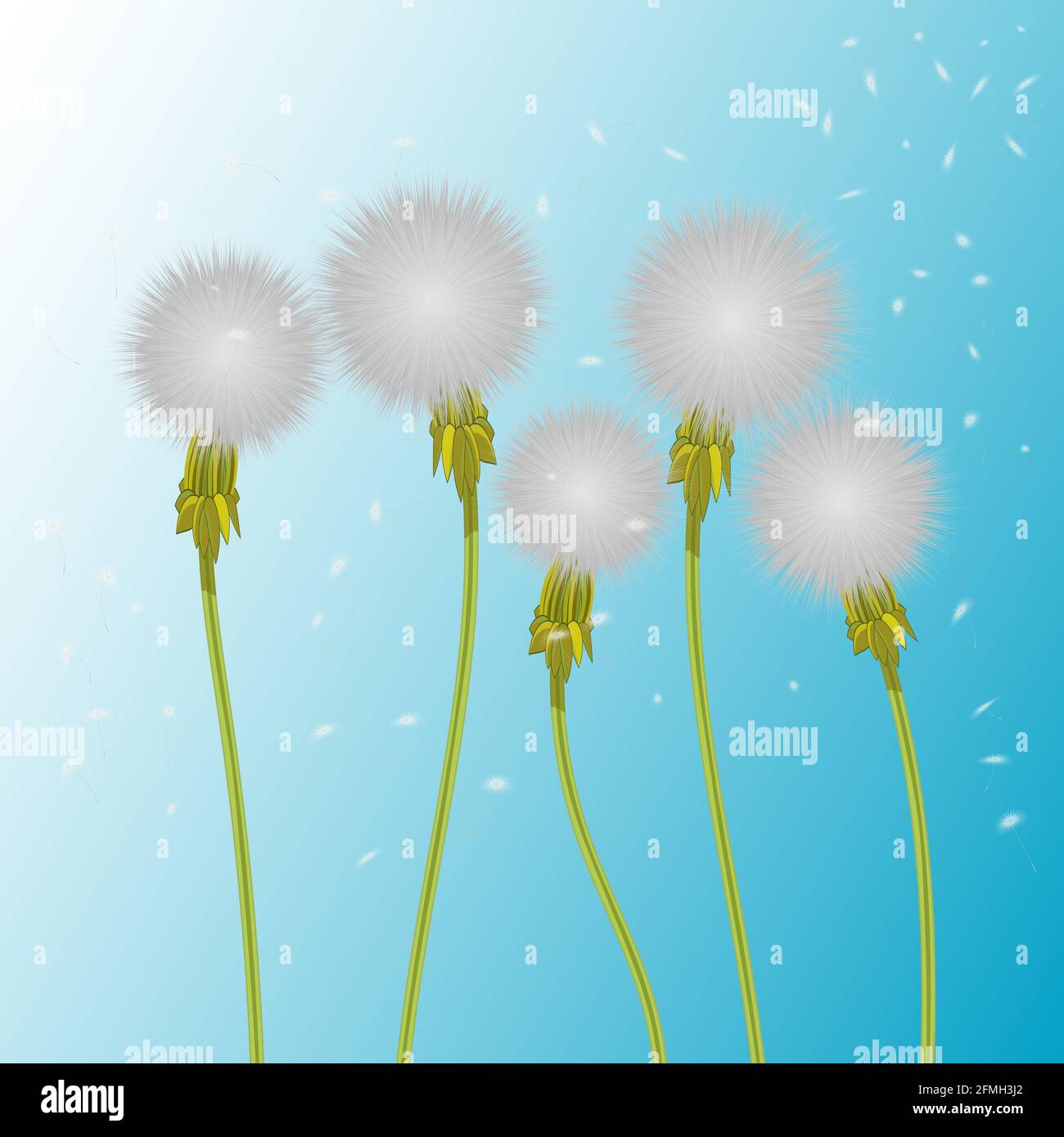 Vektor-Illustration von 5 realistischen weißen Dandelion. Fünf flauschige, im Wind wehende und fliegende Samen davon. Der Wind bläst einen Dandelion auf Stock Vektor