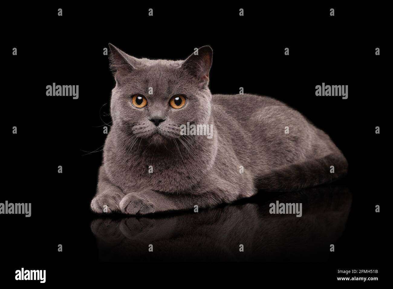 Entzückende dunkelgraue schottische gerade Katze Stockfoto