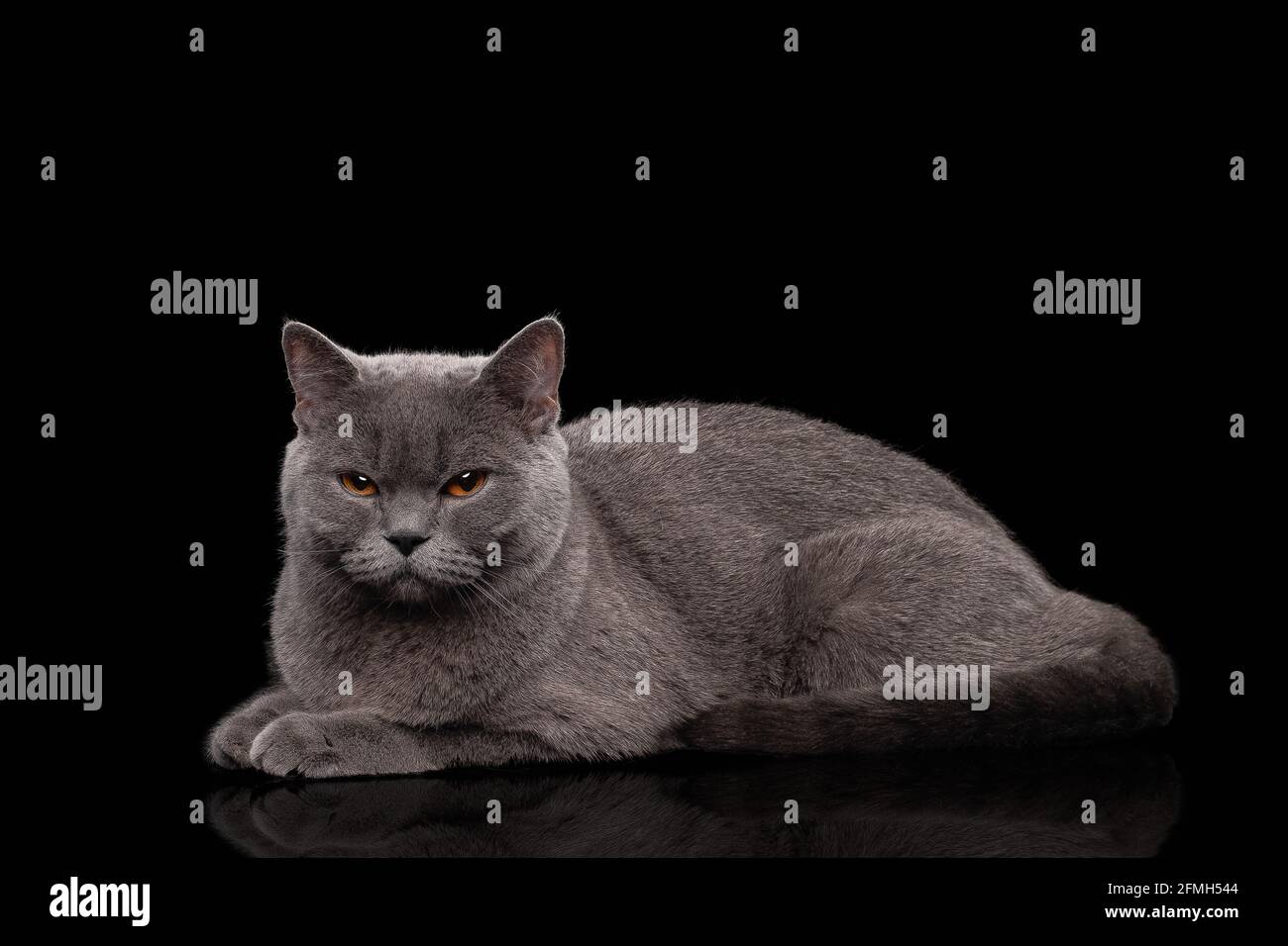 Entzückende dunkelgraue schottische gerade Katze Stockfoto