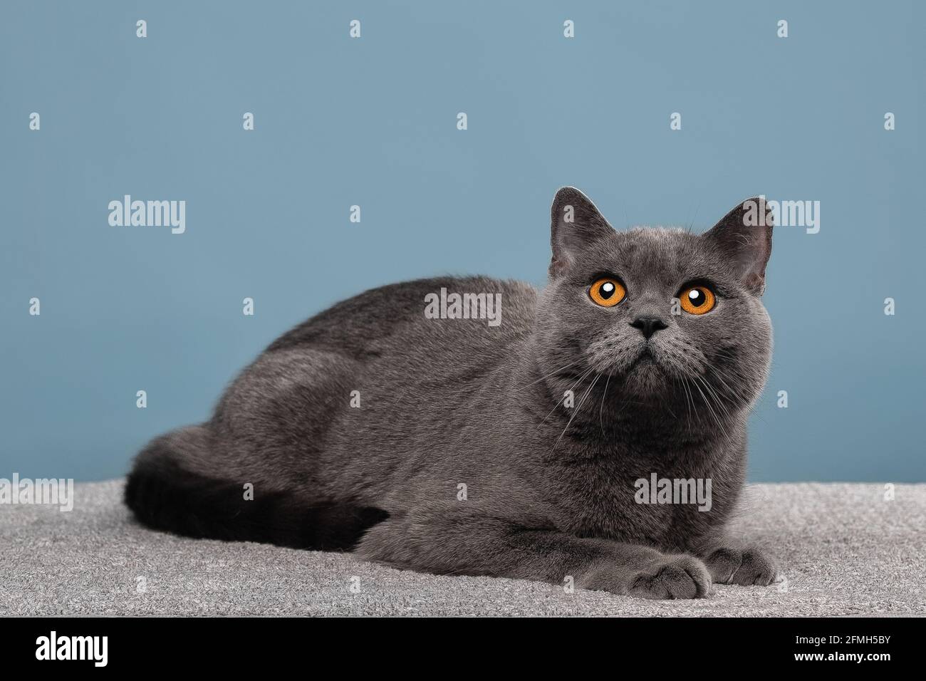Entzückende dunkelgraue schottische gerade Katze Stockfoto