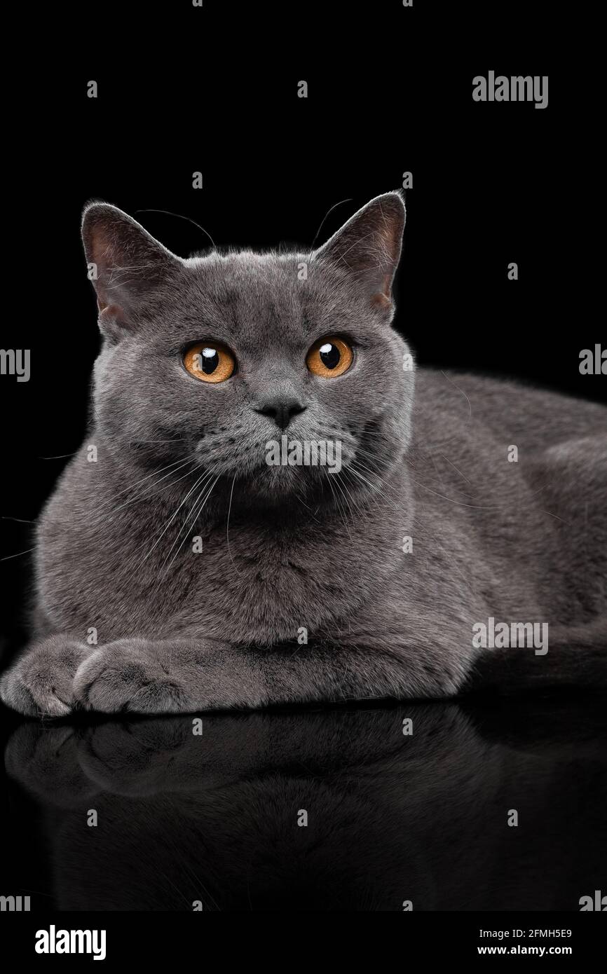 Entzückende dunkelgraue schottische gerade Katze Stockfoto