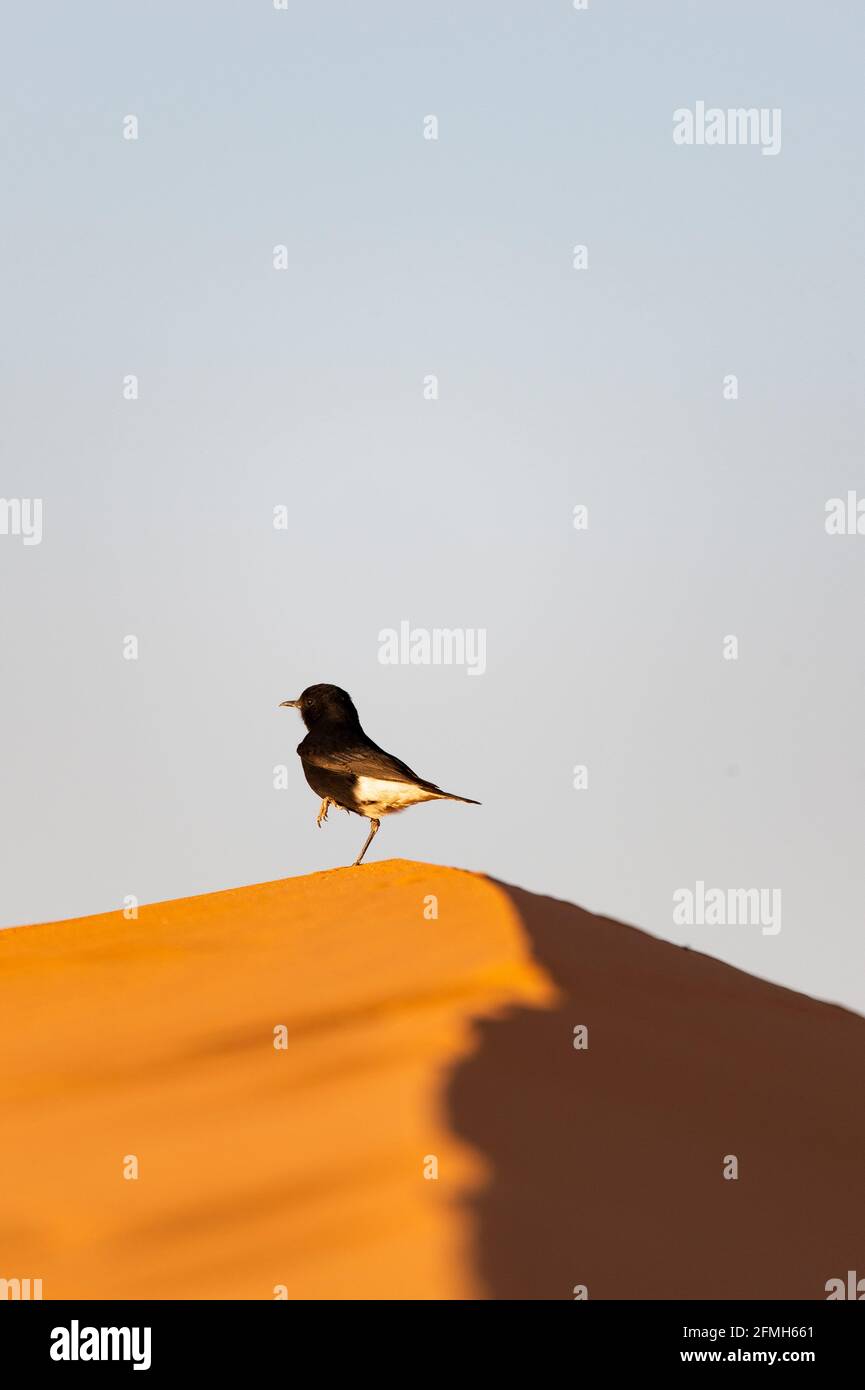 Atemberaubende Aussicht auf einen Vogel auf den Dünen der Sahara-Wüste. Das schwarze Weizchen (Oenanthe leucura) ist ein Weizchen, ein kleiner Singvögel. Stockfoto