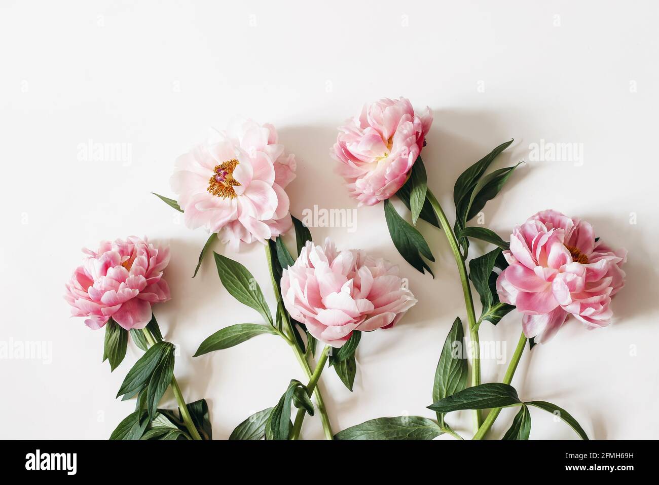 Bluten Und Blatter Bild Stockfotos Und Bilder Kaufen Alamy