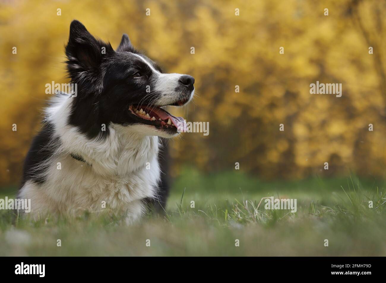 Happy Border Collie schaut im Spring Park nach rechts. Liebenswert schwarz und weiß Hund liegt unten in grünem Gras mit gelb geblümten Hintergrund. Stockfoto