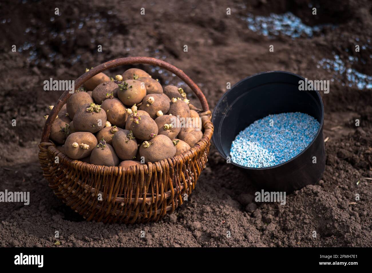 Kartoffelknollen mit grünen Sprossen in einem Weidenkorb und Ein schwarzer Behälter mit blau-weißen Düngemittelpellets aus der Nähe des Hintergrund des Ground wi Stockfoto
