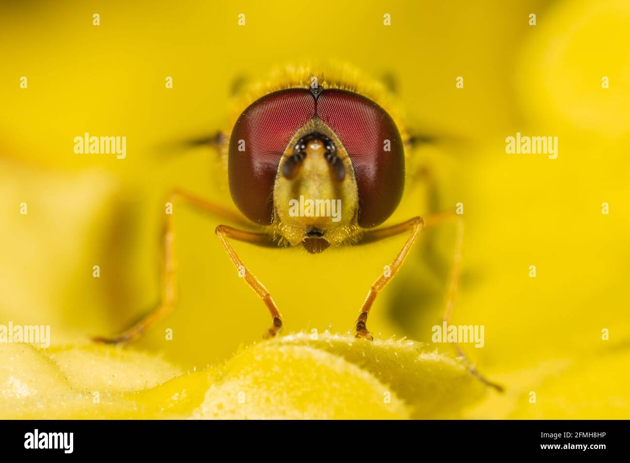 Vorderansicht einer Schwebefliege (Syrphid Fly), die auf einigen gelben Blättern ruht, wobei die großen roten Augen im Mittelpunkt stehen. Stockfoto