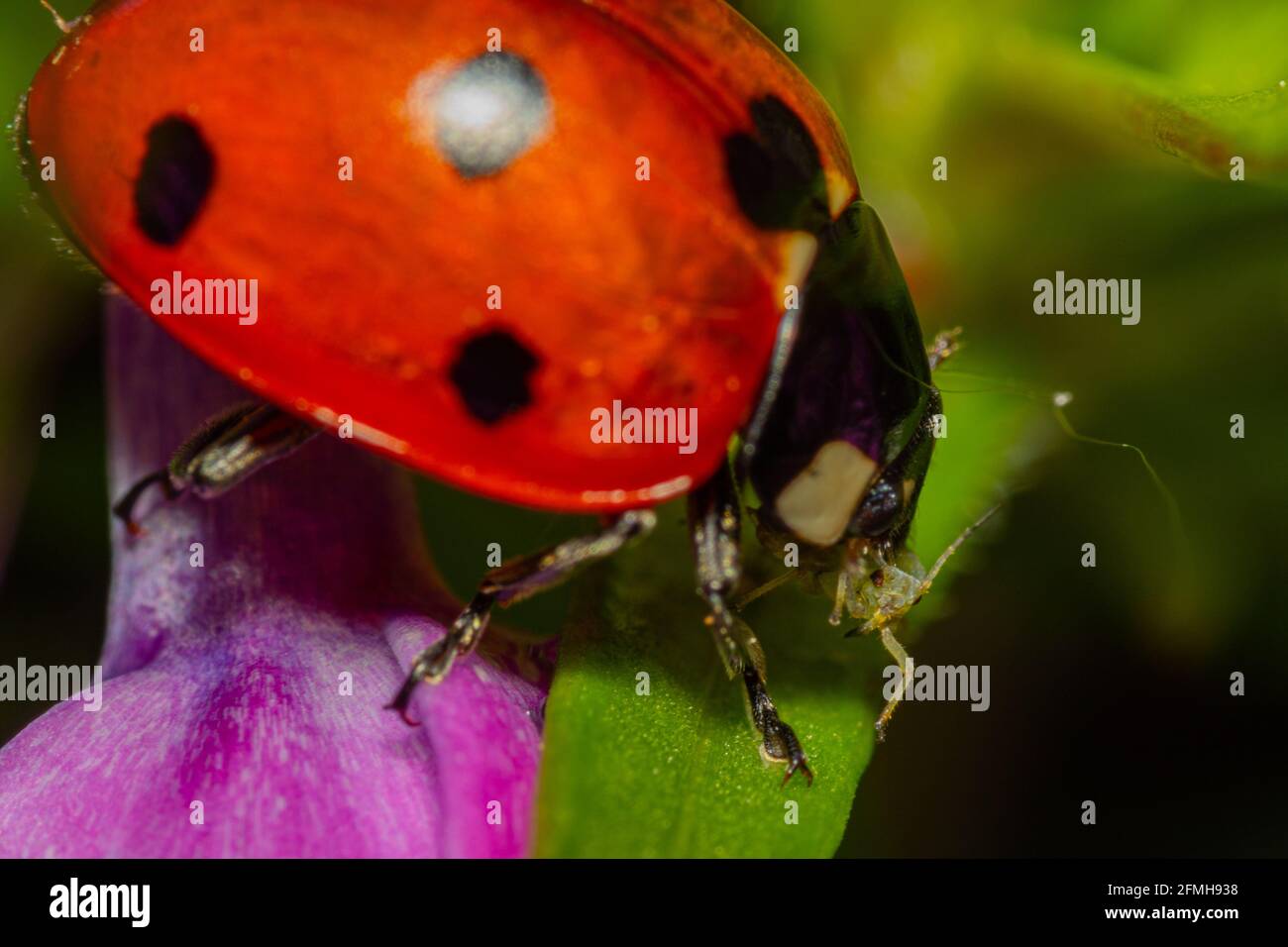 Marienkäfer, der eine Blattlaus frisst Stockfoto