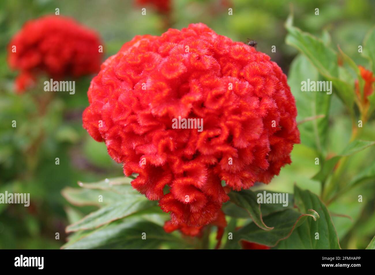 Rote Cockscomb Blume im Blumenbett Stockfoto