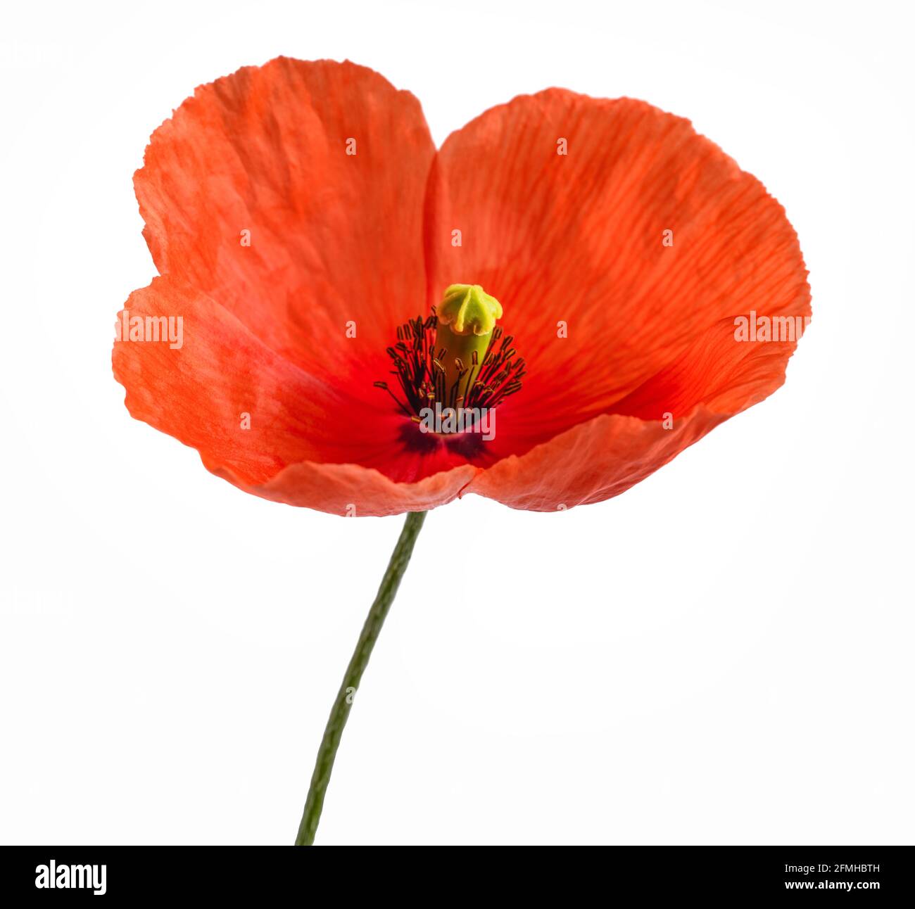 Roter Mohn Blume auf weißem Hintergrund Stockfoto