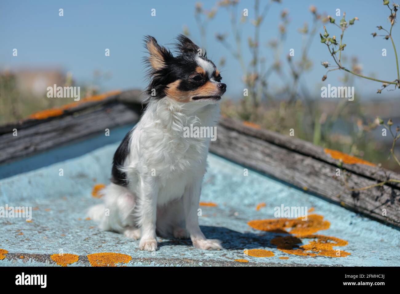 chihuahua auf einem alten blauen Fischerboot in der Wildnis Stockfoto