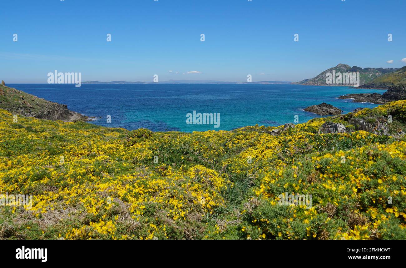 Gelber Ginster in Blüte und blauem Ozean, Atlantikküste Galiciens, Spanien, Provinz Pontevedra, Cangas, Cabo Home Stockfoto