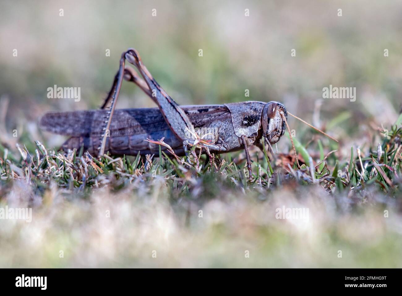 In den frühen Morgenstunden des Frühlings fügt sich die aufmerksames Heuschreckenpferde in das Gras des Feldes ein. Stockfoto