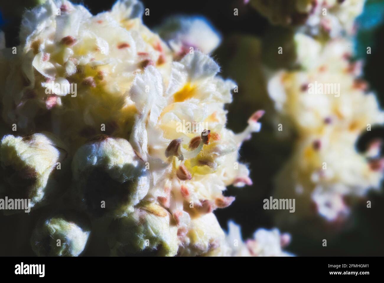 Die Blüten auf einer doppelt blühenden europäischen Horsechestnut. Aesculus hippocastanum 'baumannii' Stockfoto