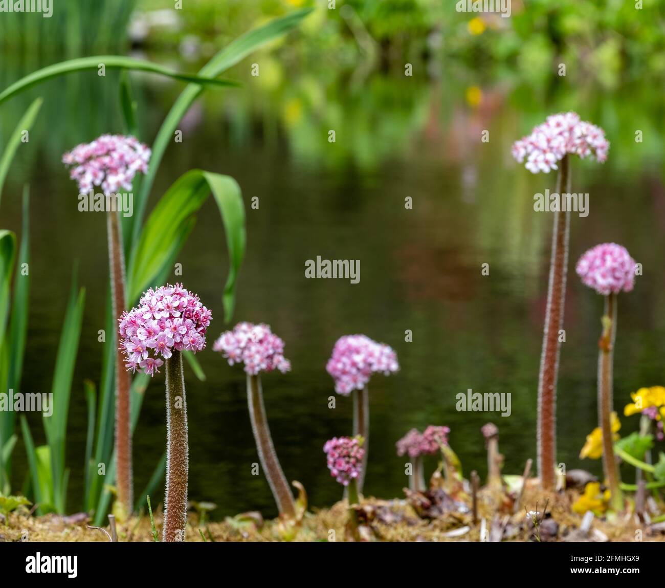 Regenschirm Pflanze Stockfotos und -bilder Kaufen - Alamy